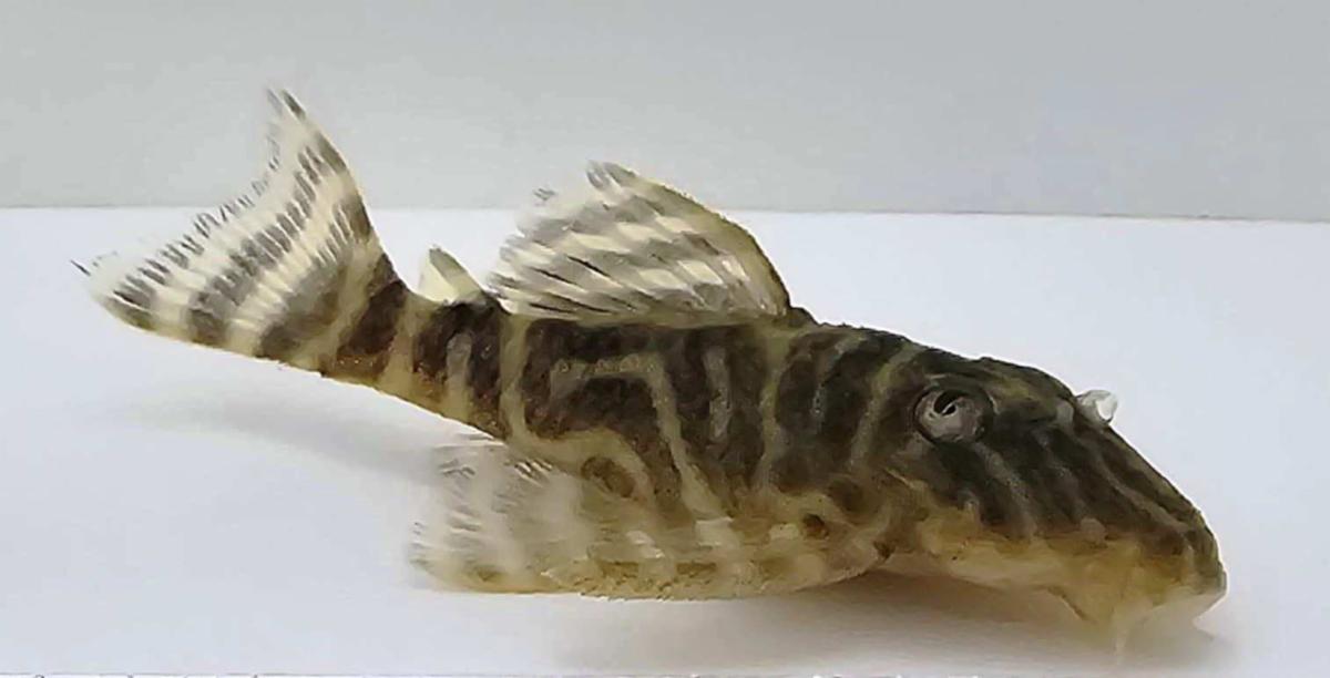 Columbian Zebra Pleco