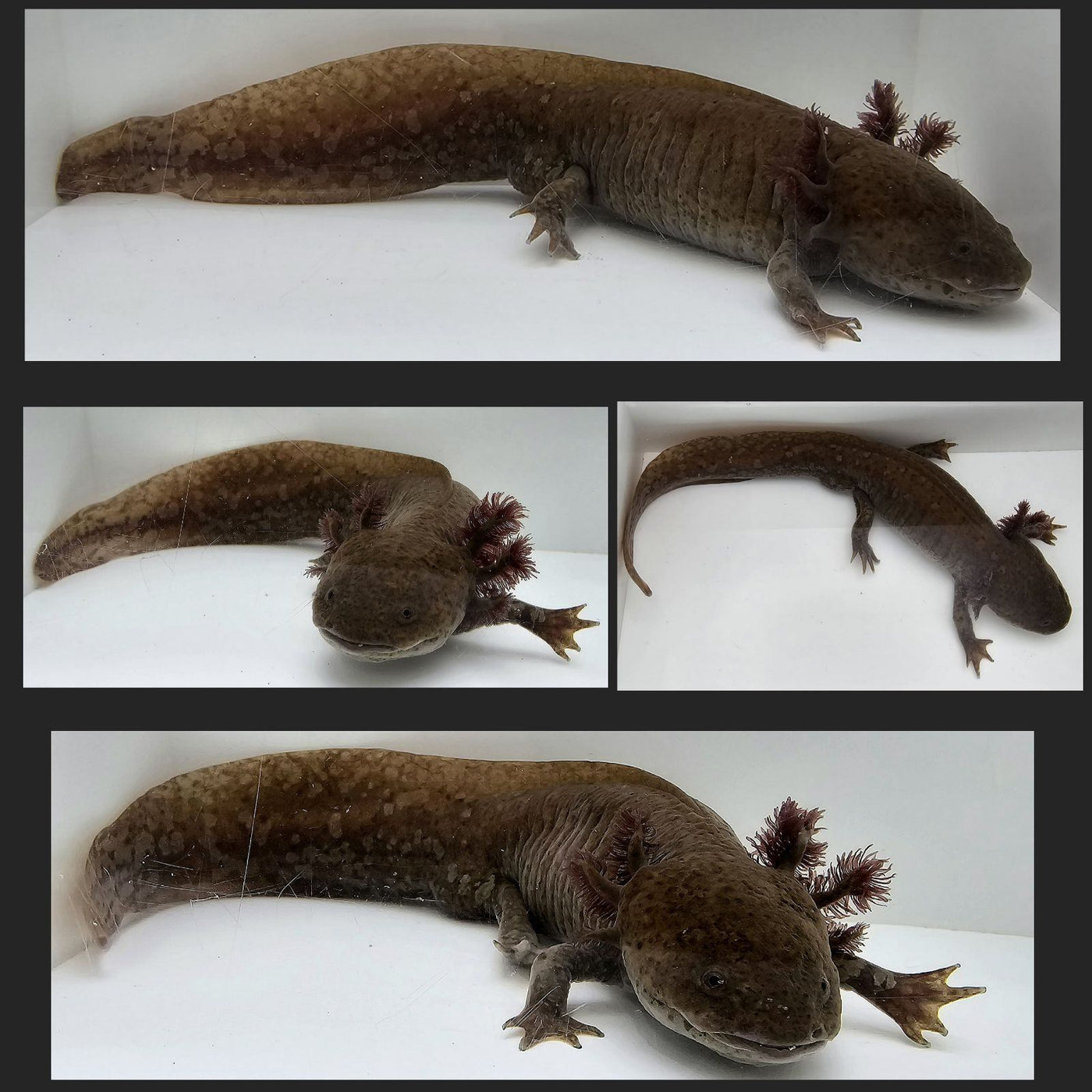 Copper Melanistic (Male) Axolotl