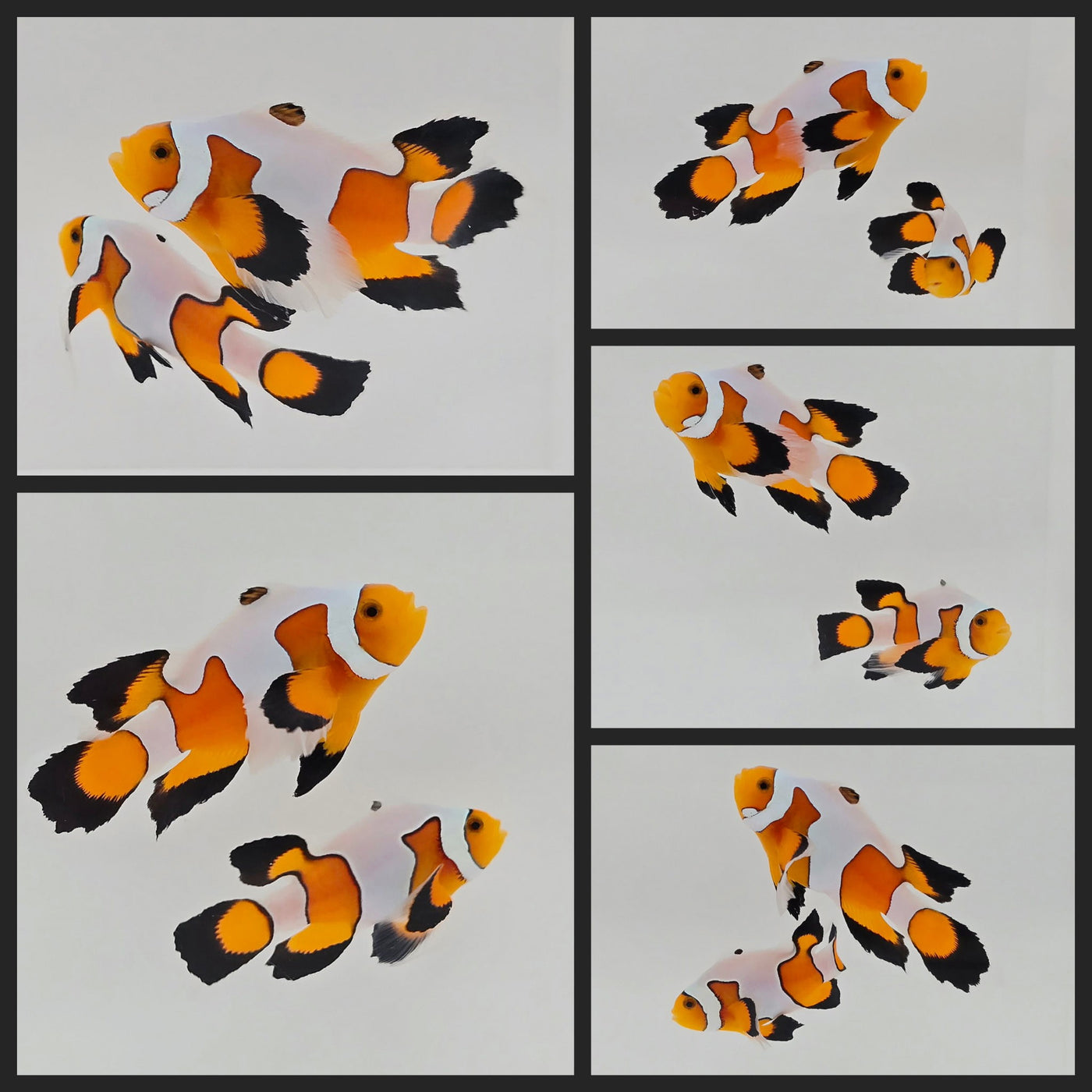 Clownfish Bonded Pair DaVinci Roundtail Longfin