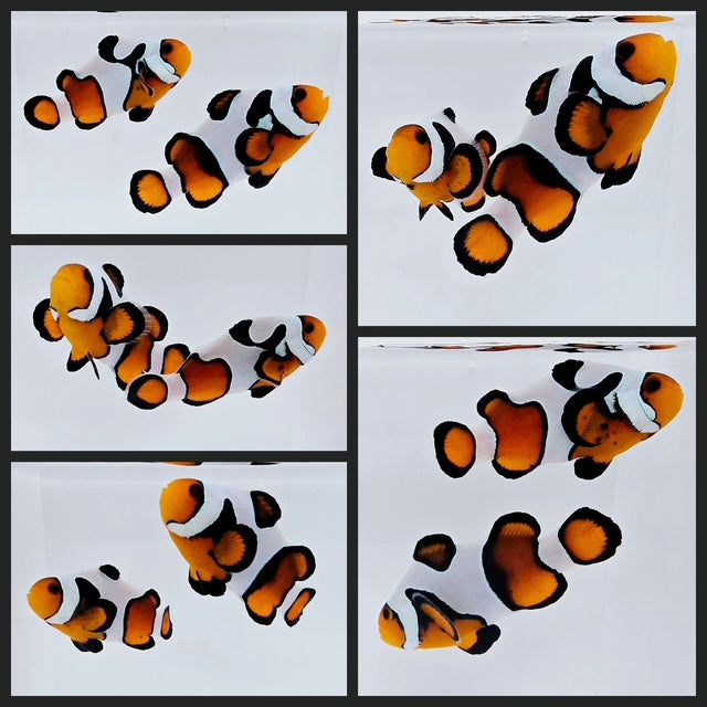 Clownfish Bonded Pair DaVinci