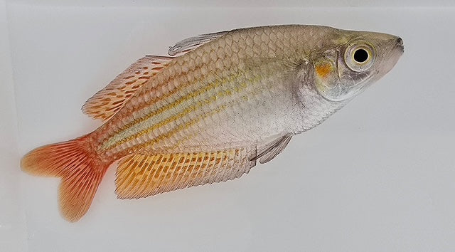Deepwater Creek Rainbowfish