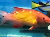Diana Hogfish