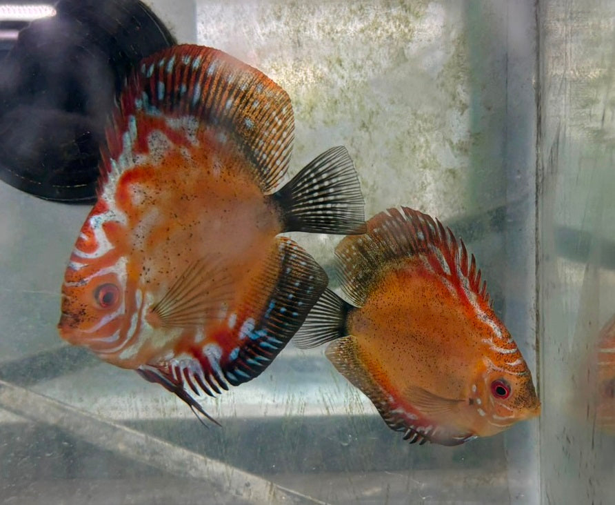 Discus Pair