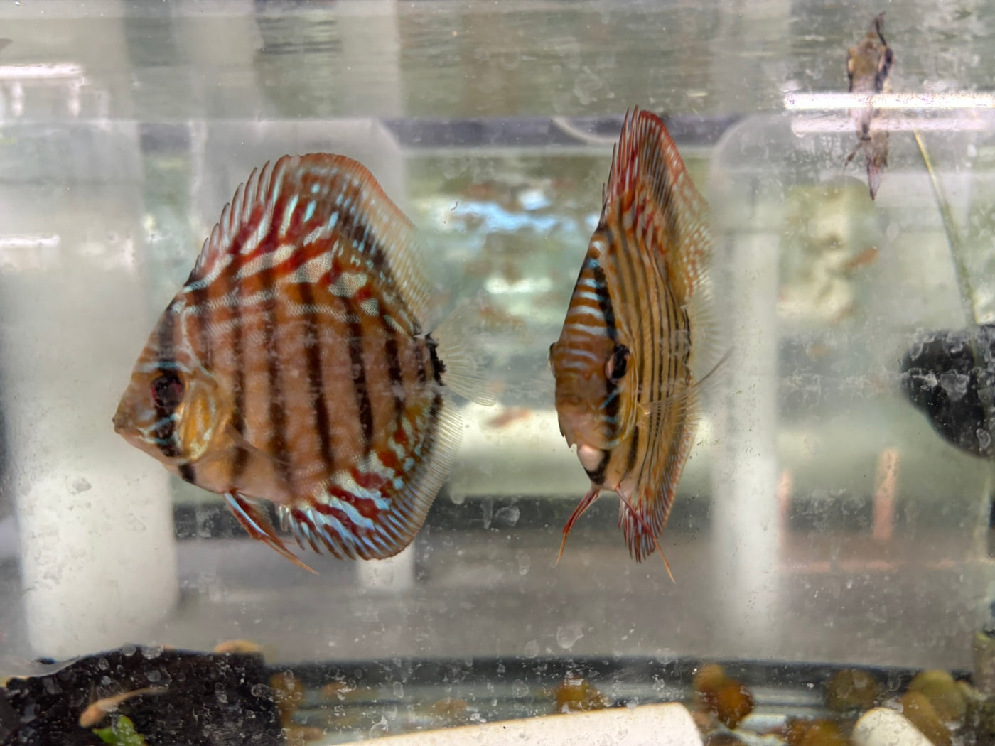 Discus Pair