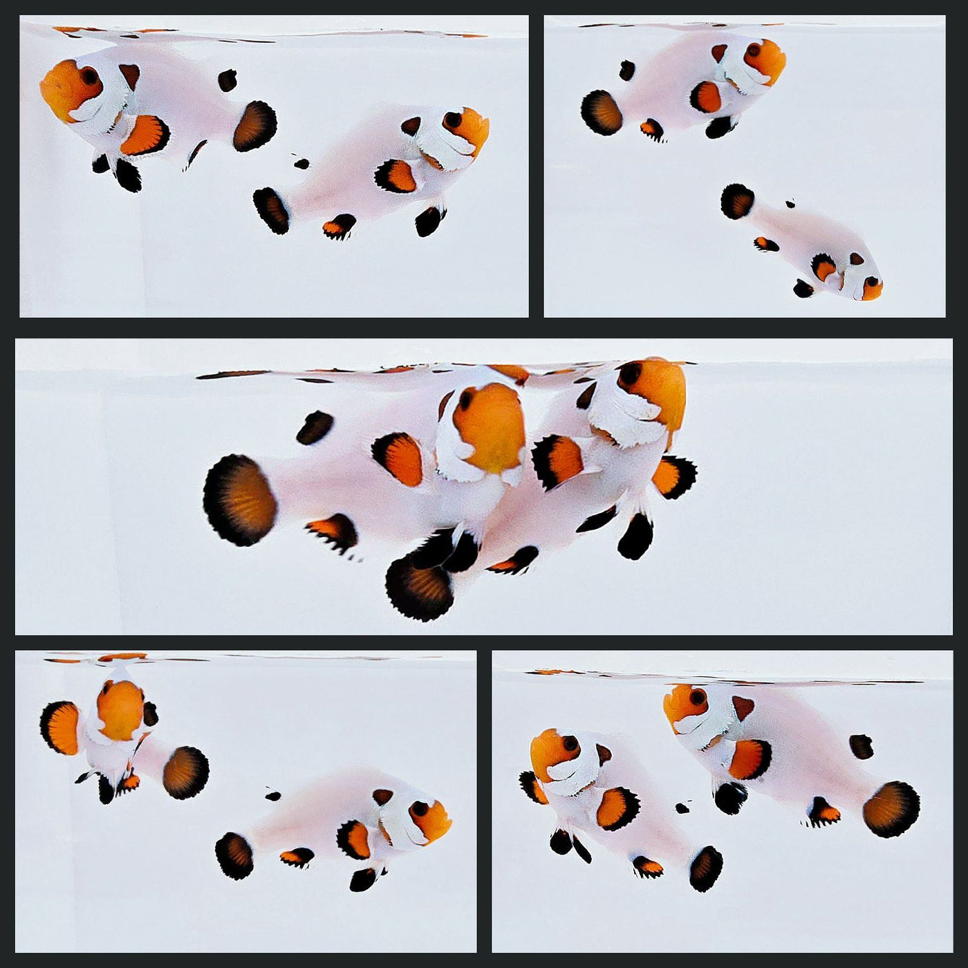 Clownfish Bonded Pair Eared Wyoming White