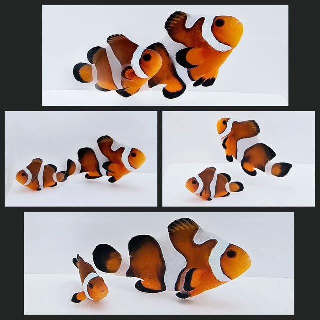Clownfish Bonded Pair Fancy/Fancy White Semi Stubby