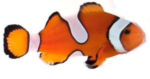 Clownfish Fancy Misbar