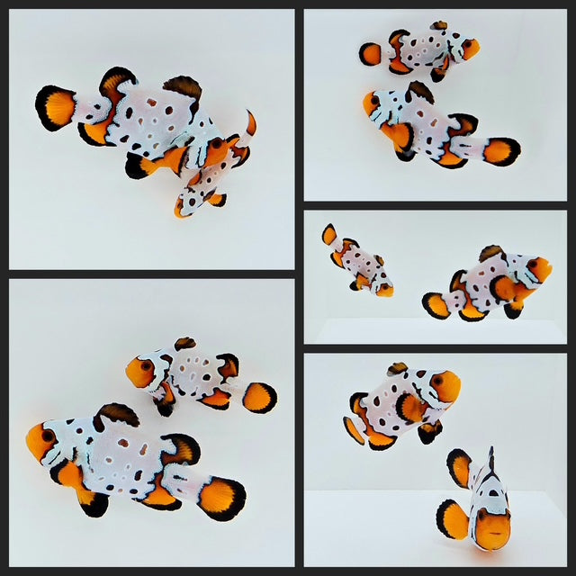 Clownfish Bonded Pair Fancy Snowflake Extreme w/ Bulletholes