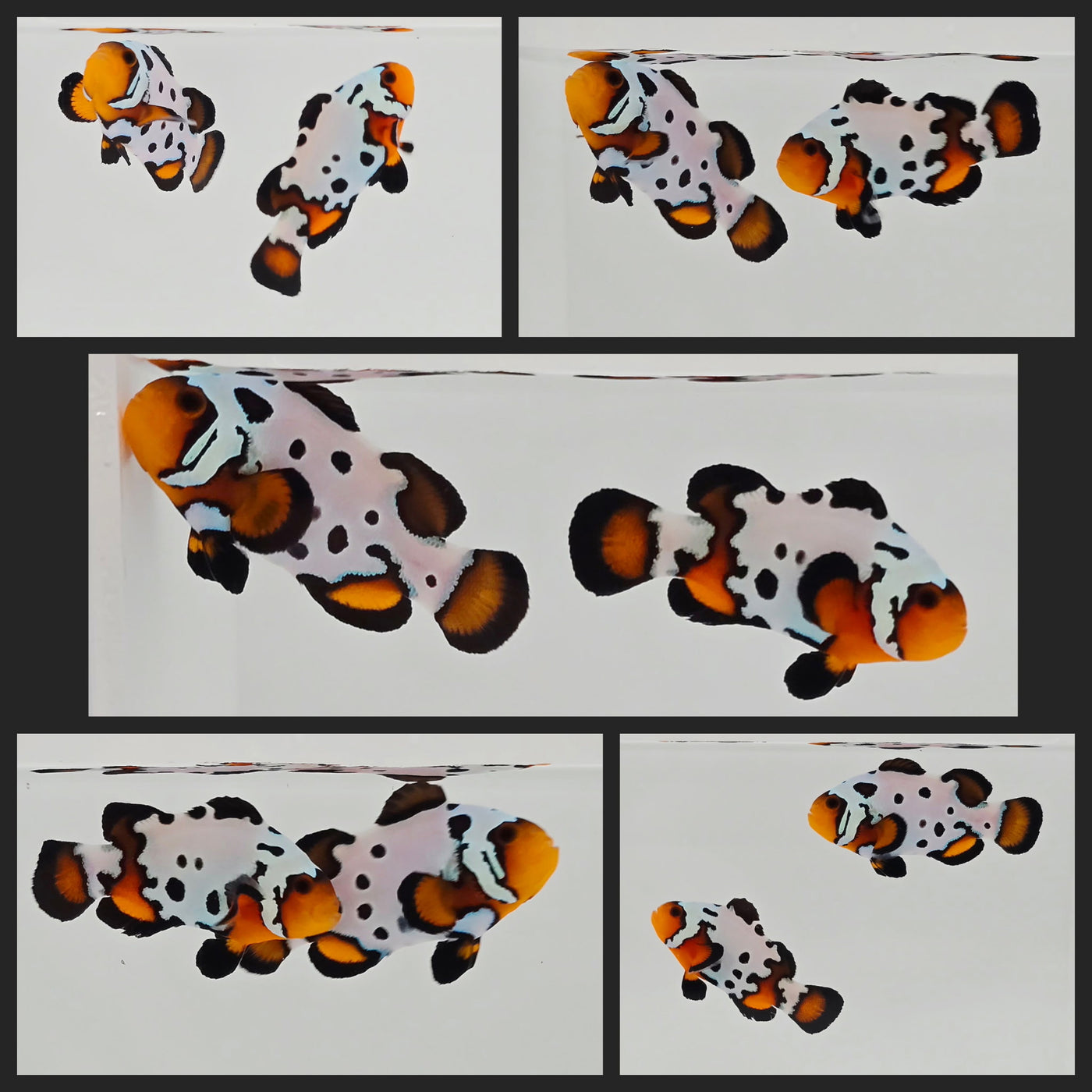 Clownfish Bonded Pair Fancy Snowflake Special w/ Bulletholes