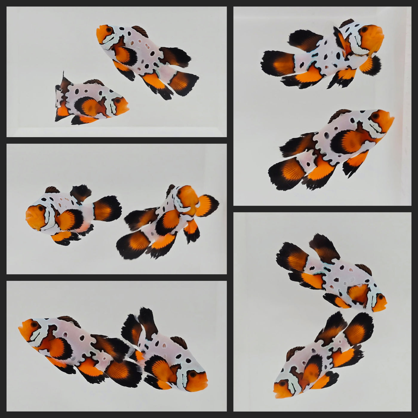 Clownfish Bonded Pair Fancy Snowflake Special w/ Bulletholes Roundtail Longfin
