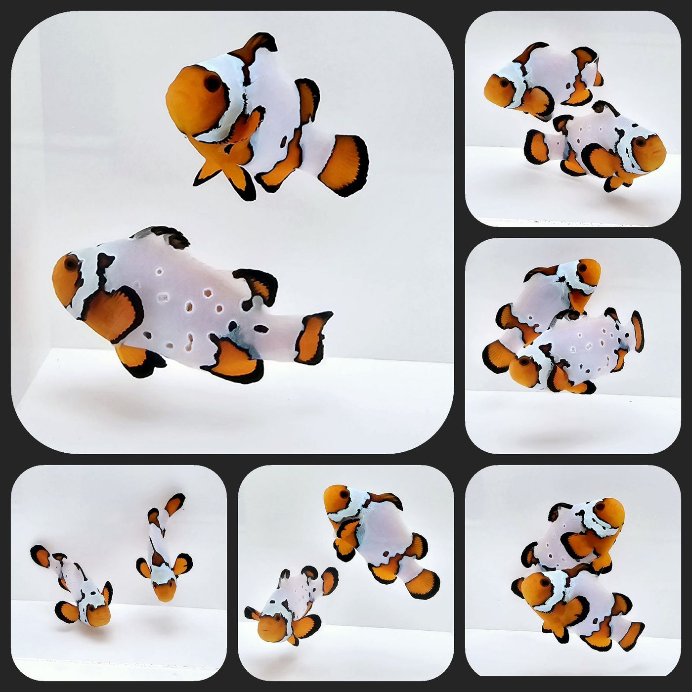 Clownfish Bonded Pair Fancy Snowflake