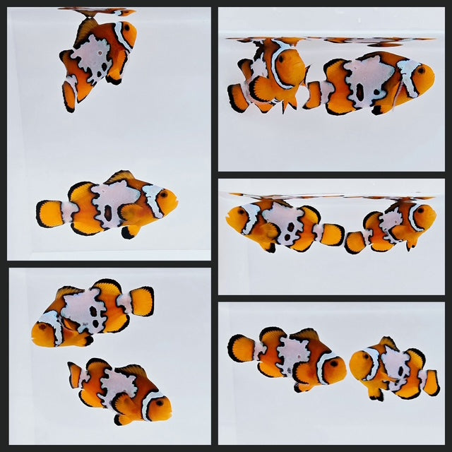 Clownfish Bonded Pair Fancy Snowflake