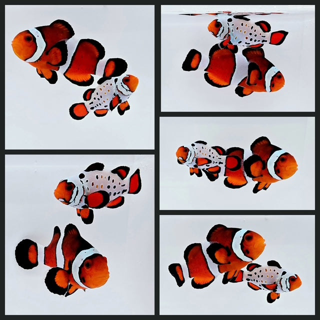 Clownfish Bonded Pair Fancy/Subzero