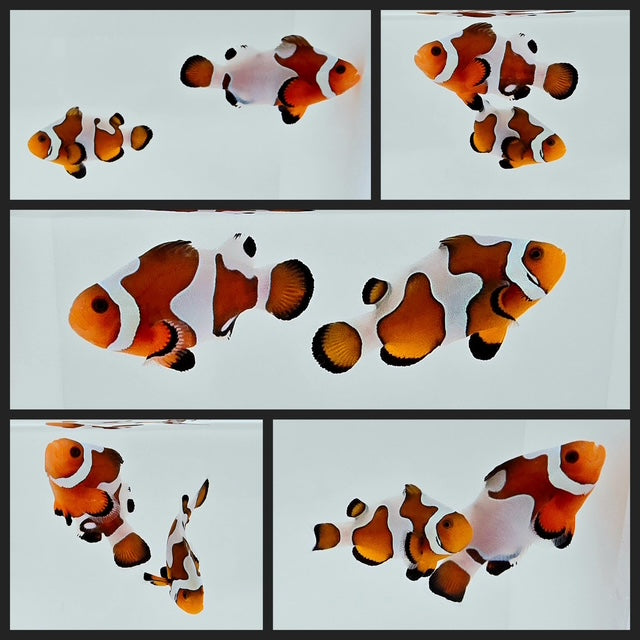 Clownfish Bonded Pair Fancy White/Fancy White Smudgy