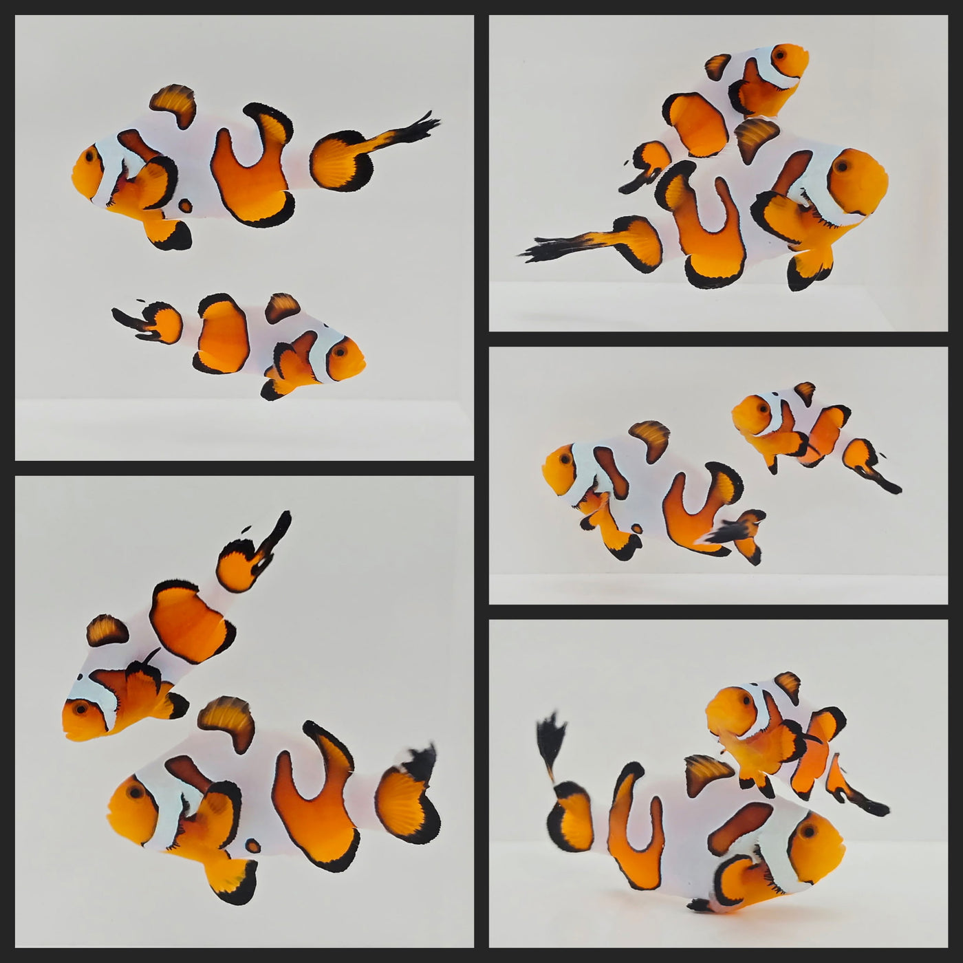 Clownfish Bonded Pair Fancy White Flametail