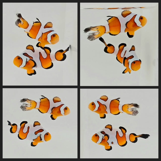 Clownfish Bonded Pair Fancy White Flametail