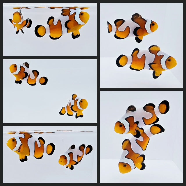Clownfish Bonded Pair Fancy White