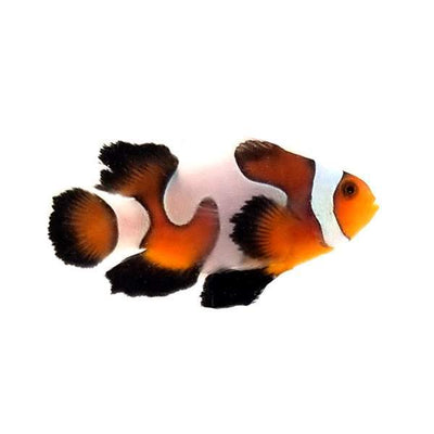 Clownfish Fancy White Semi Gladiator/DaVinci Roundtail Longfin
