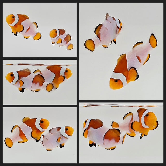Clownfish Bonded Pair Fancy White Smudgy