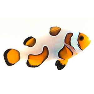 Clownfish Fancy White Special