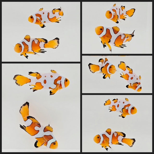 Clownfish Bonded Pair Fancy White/Special Longfin