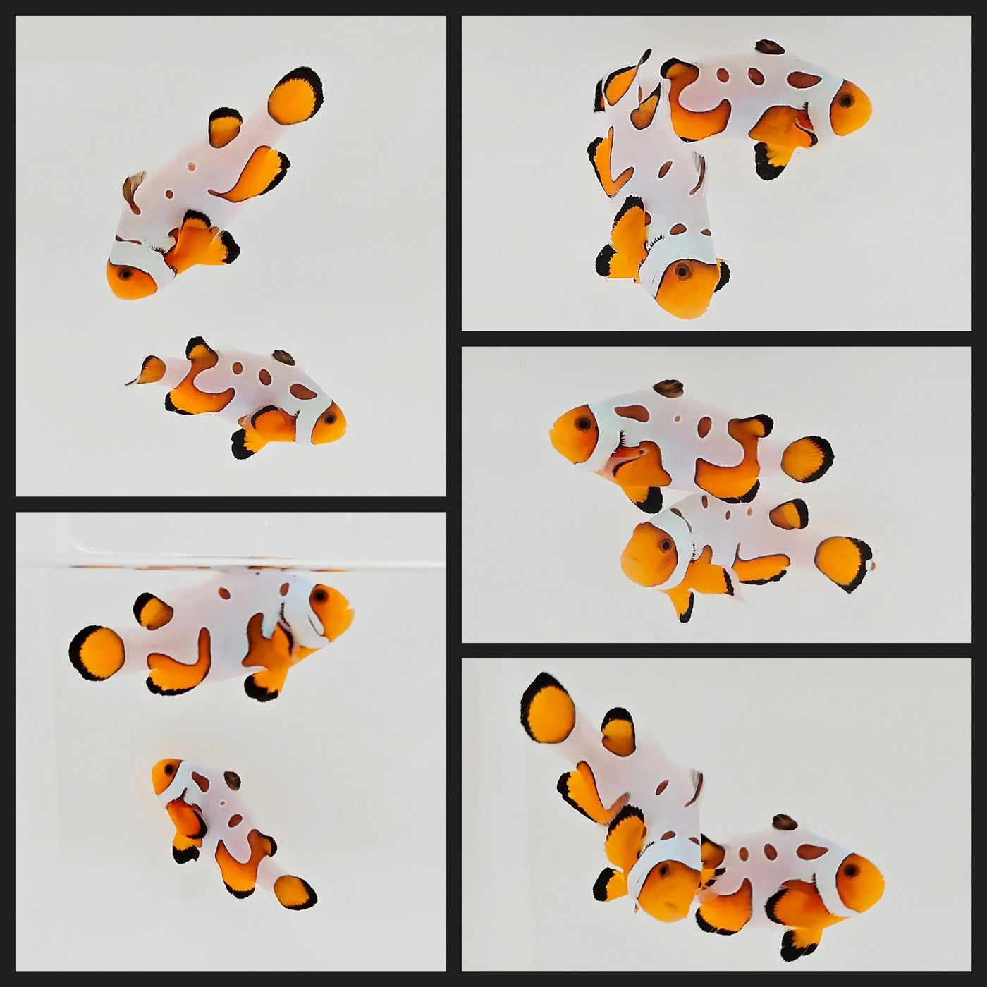 Clownfish Bonded Pair Fancy White Special