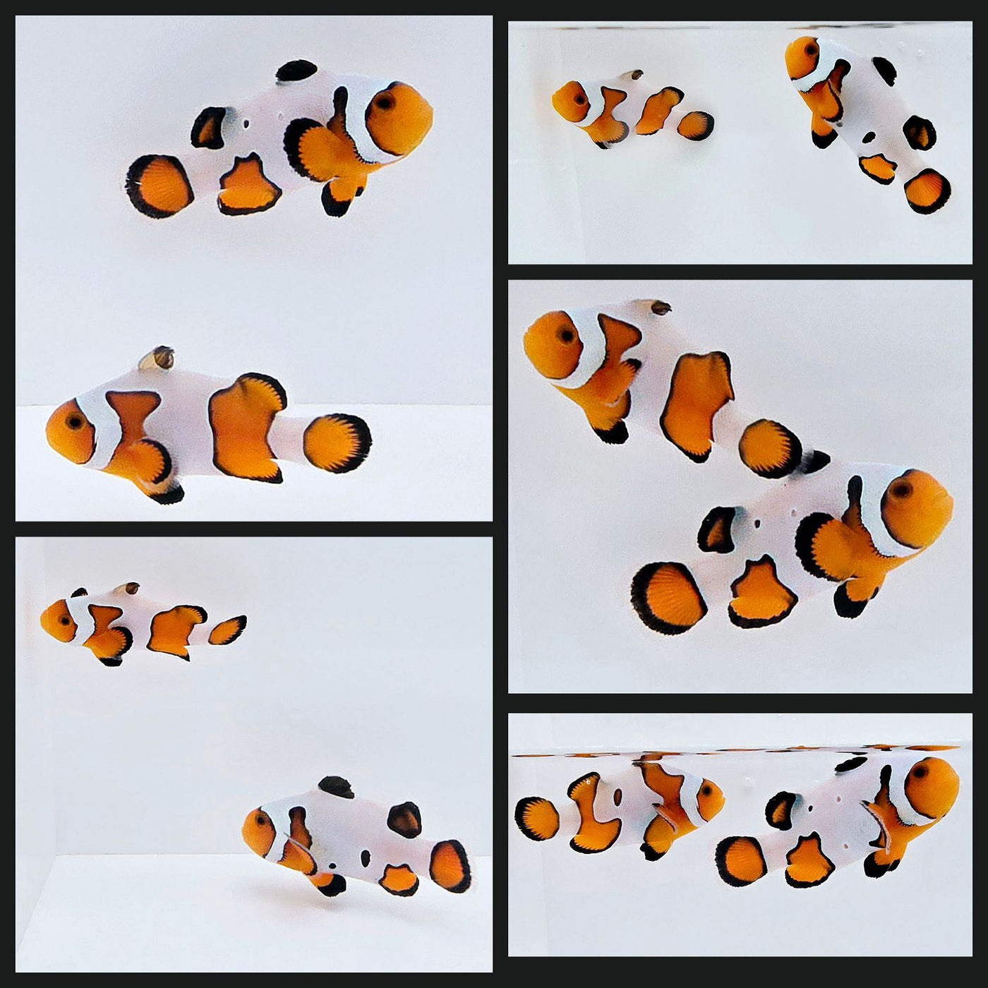 Clownfish Bonded Pair Fancy White