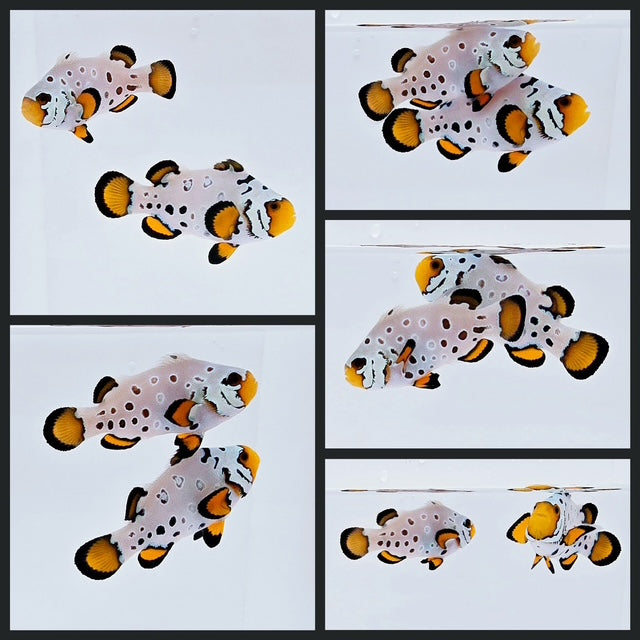 Clownfish Bonded Pair Frostbite Subzero