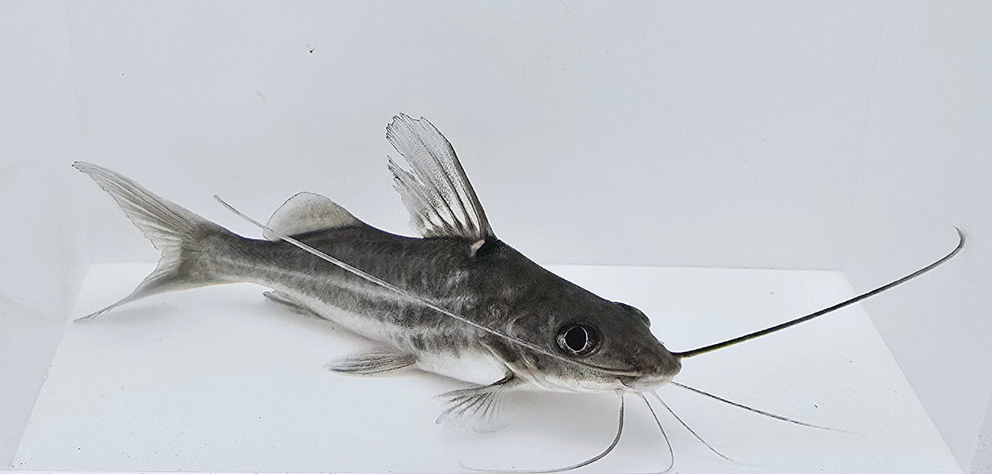 Four Line Pictus Catfish