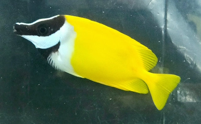 Foxface Vulpinus