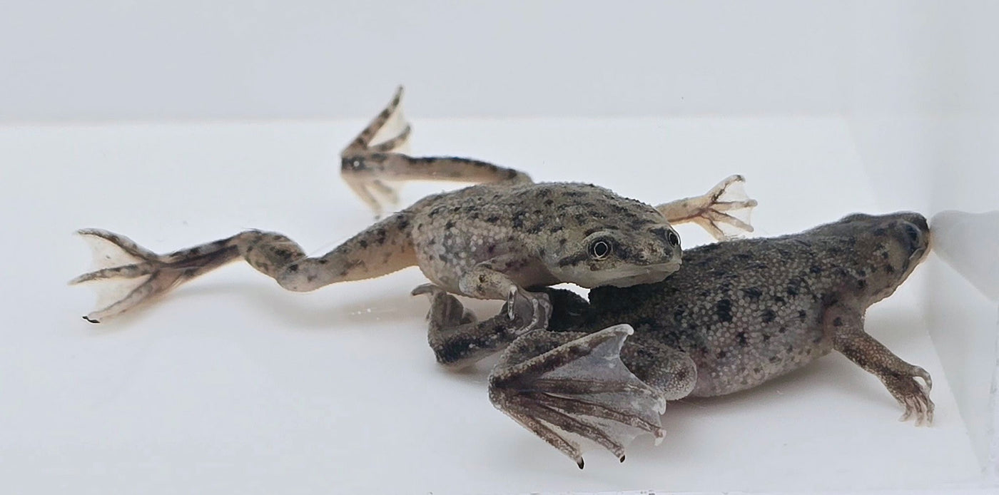 Western Dwarf Clawed Frog