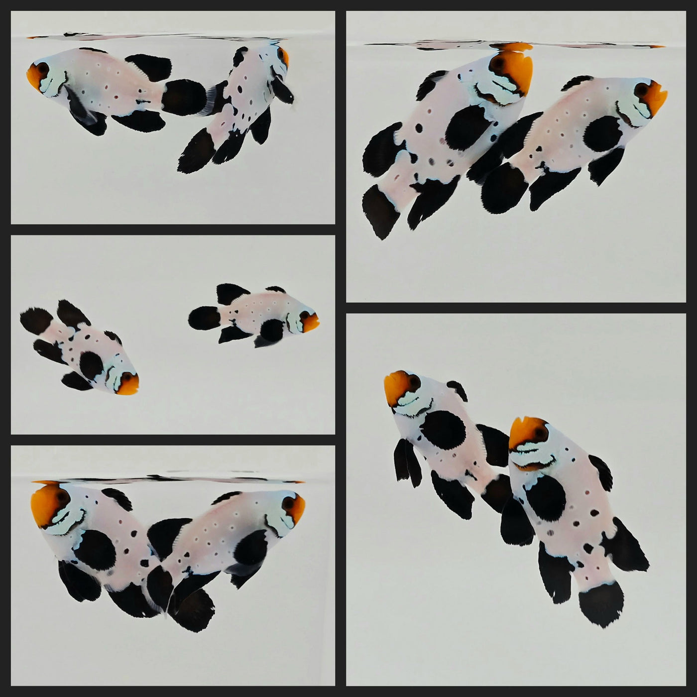 Clownfish Bonded Pair Frostbite Absolute Zero Roundtail Longfin
