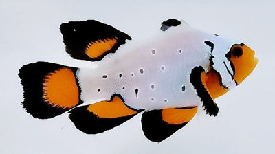 Clownfish Frostbite Chilled Roundtail Longfin