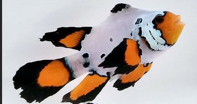 Clownfish Frostbite Frozen Roundtail Longfin