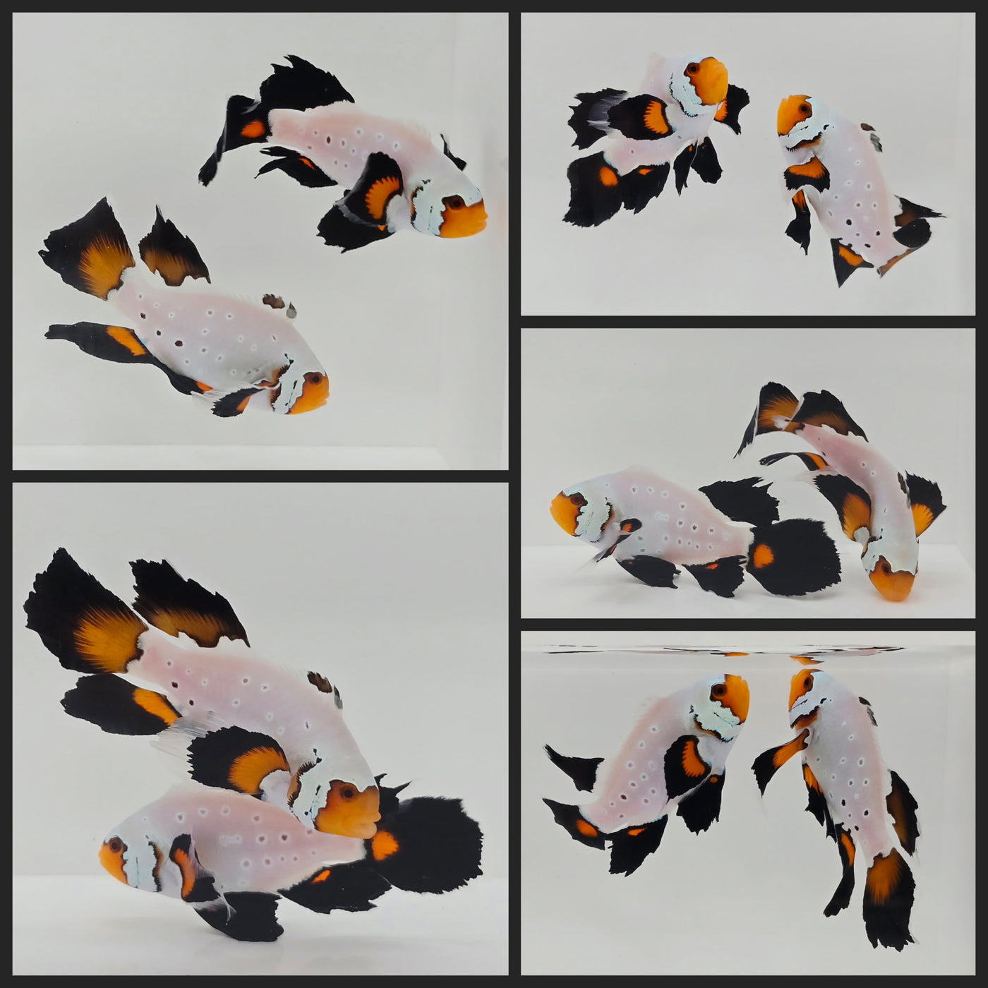 Clownfish Bonded Pair Frostbite Frozen Roundtail Longfin