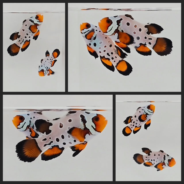 Clownfish Bonded Pair Frostbite Frozen Roundtail Longfin