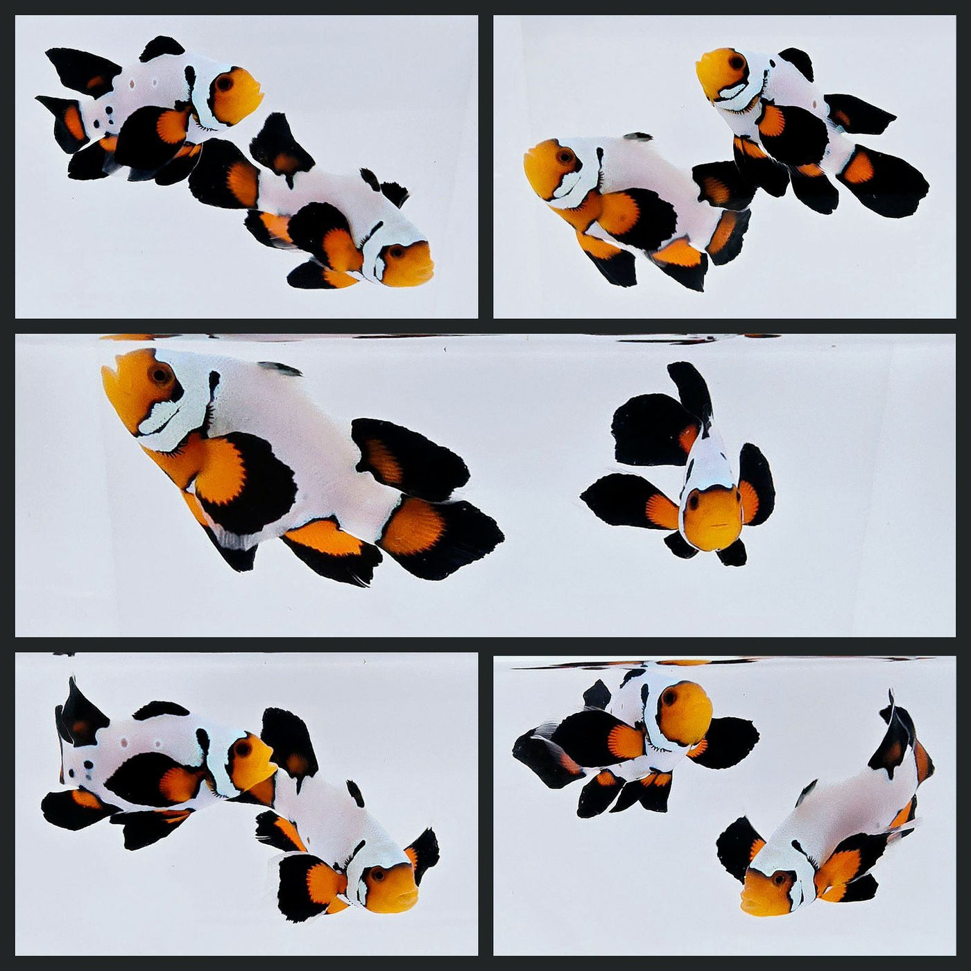 Clownfish Bonded Pair Frostbite Chilled Roundtail Longfin