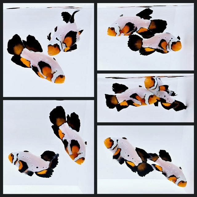 Clownfish Bonded Pair Frostbite Chilled Roundtail Longfin