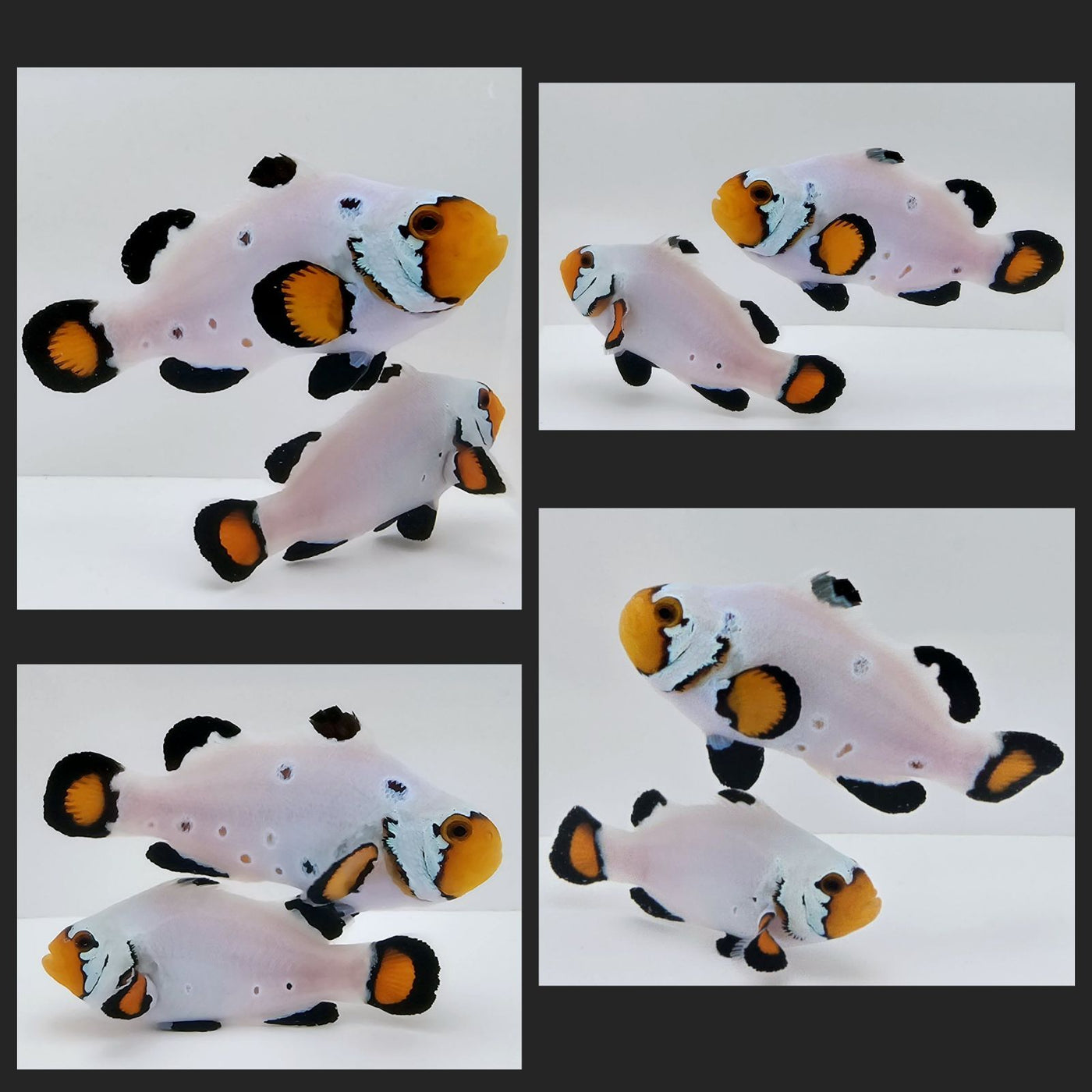 Clownfish Bonded Pair Frostbite Chilled