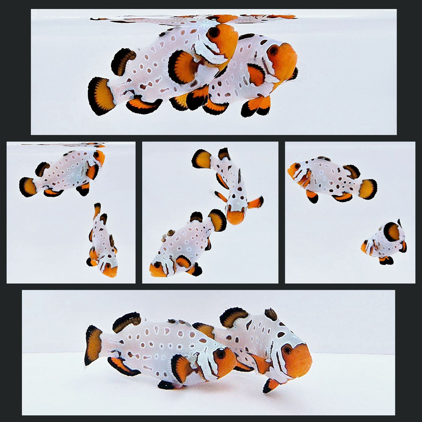 Clownfish Bonded Pair Frostbite Frozen