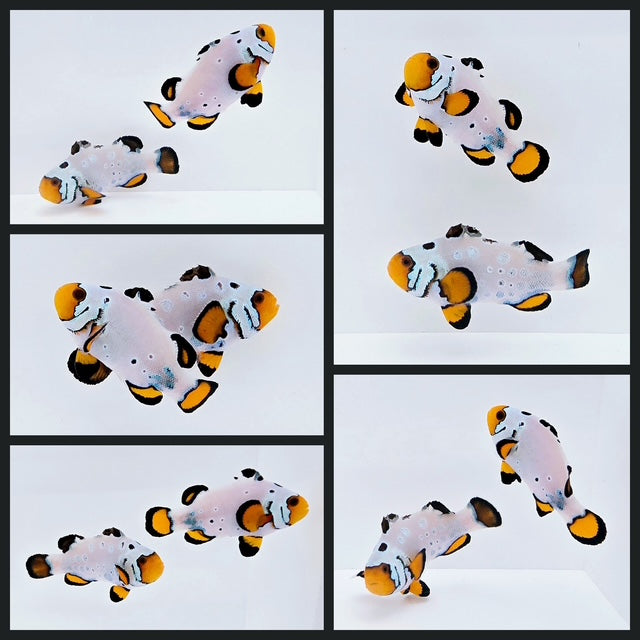 Clownfish Bonded Pair Frostbite Frozen
