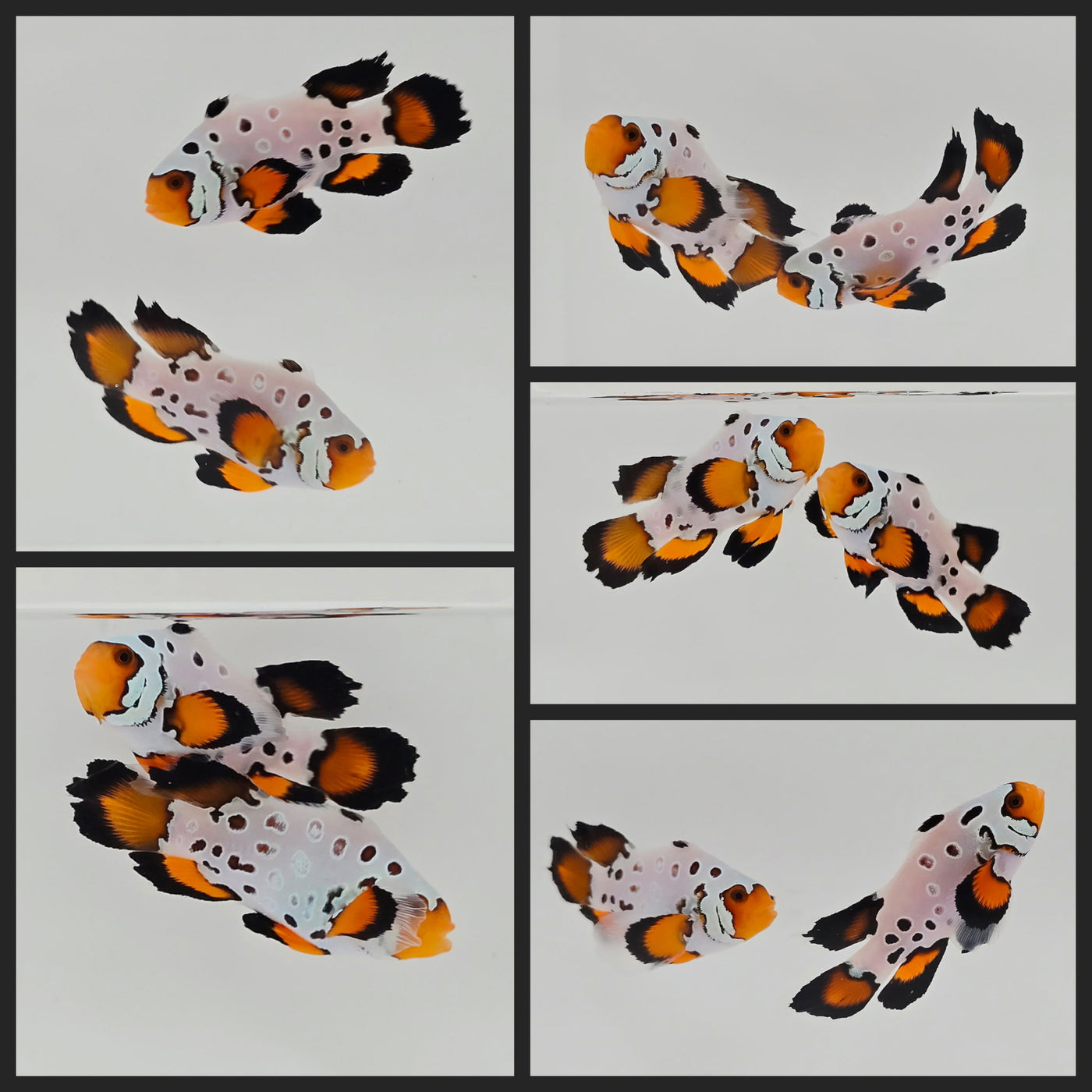 Clownfish Bonded Pair Frostbite Frozen Roundtail Longfin