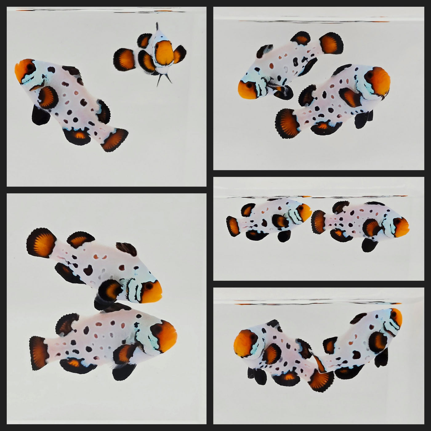 Clownfish Bonded Pair Frostbite Frozen