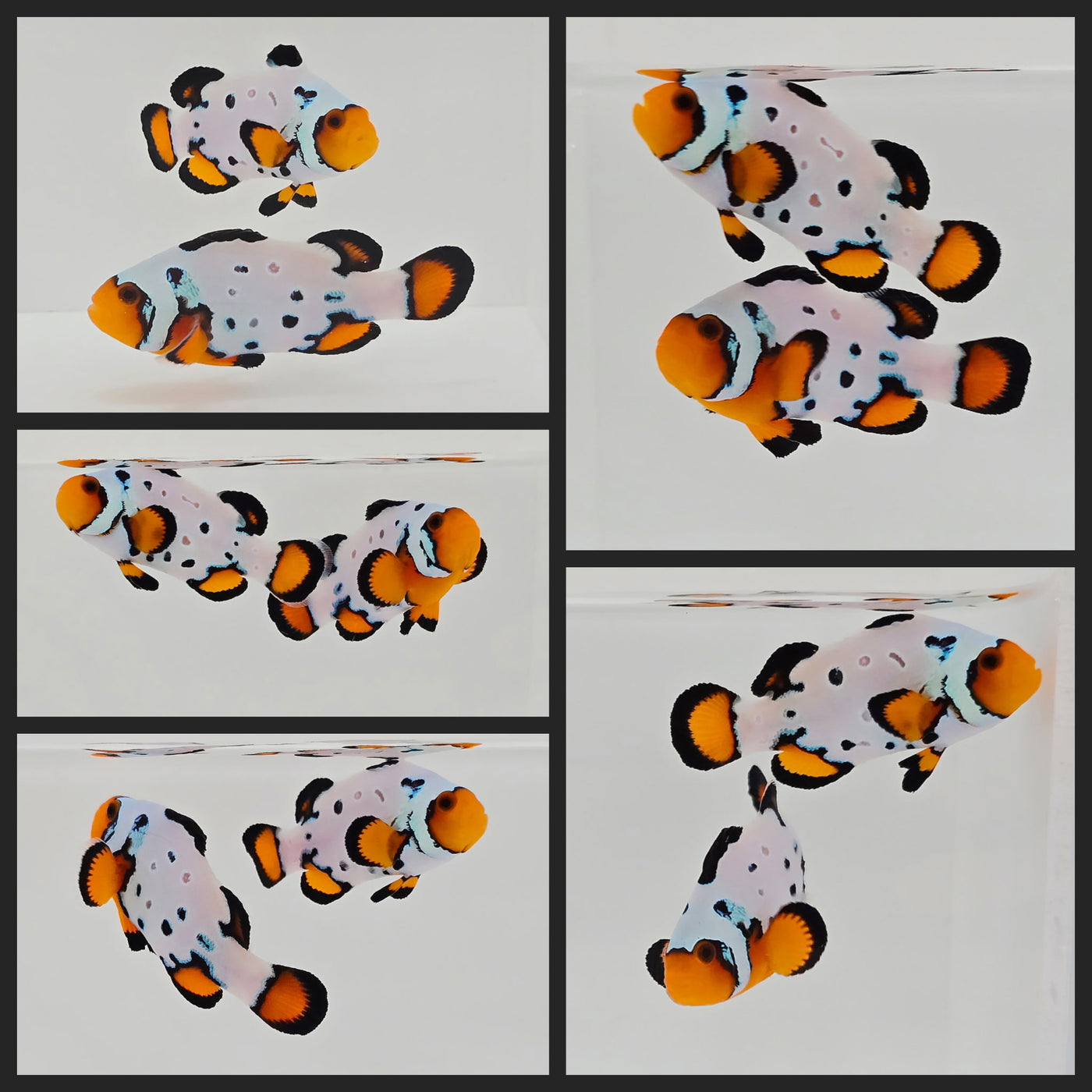 Clownfish Bonded Pair Frostbite Frozen