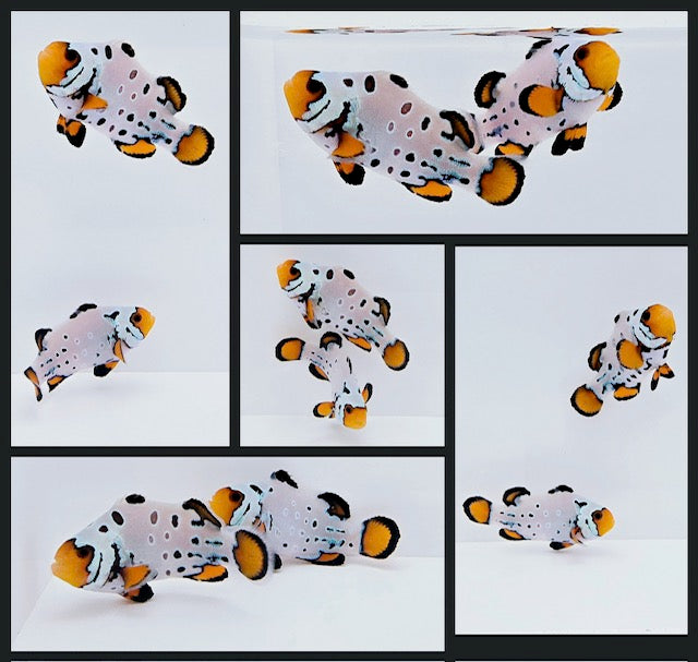 Clownfish Bonded Pair Frostbite Frozen