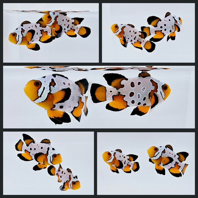 Clownfish Bonded Pair Frostbite Roundtail Longfin
