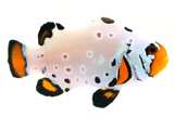 Clownfish Frostbite SubZero