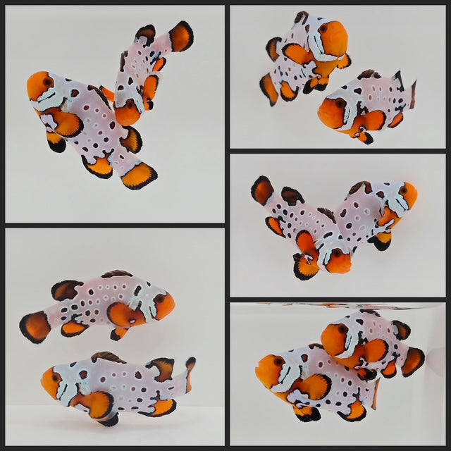 Clownfish Bonded Pair Frostbite Subzero