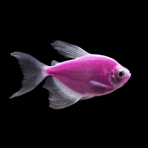 Galactic Purple Longfin GloFish Tetra