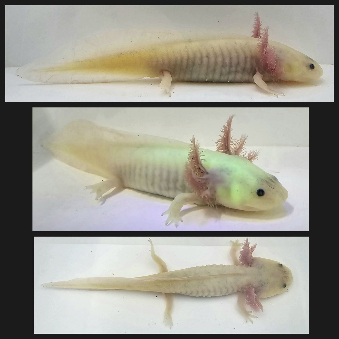 GFP Leucistic Axolotl